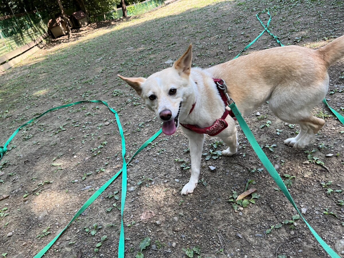 老犬