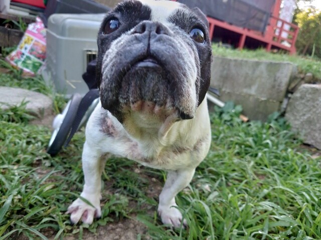 老犬ホーム大阪
