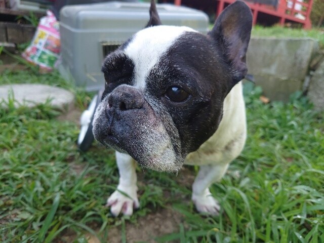 老犬