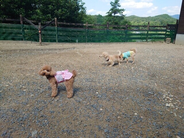 大阪の老犬ホーム