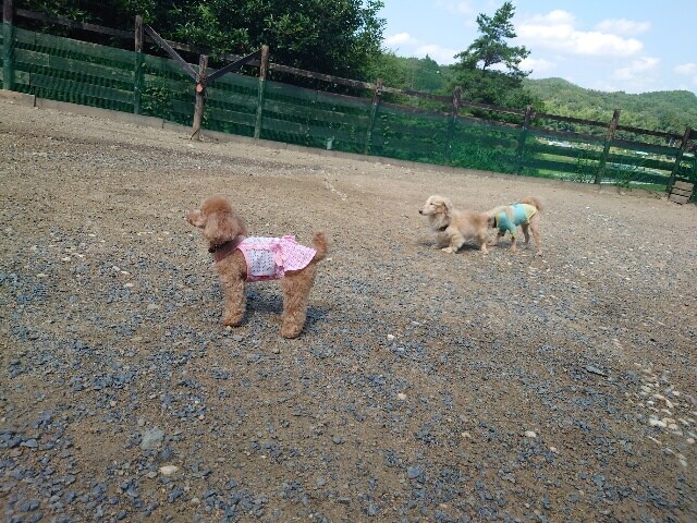 老犬ホームあん