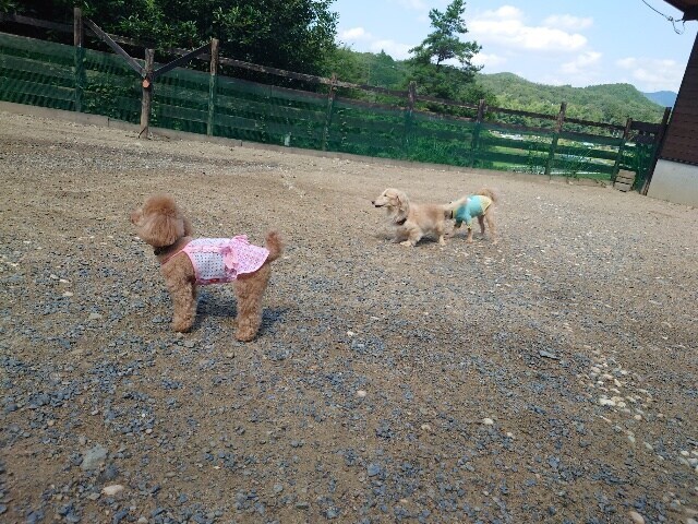 大阪の老犬ホーム
