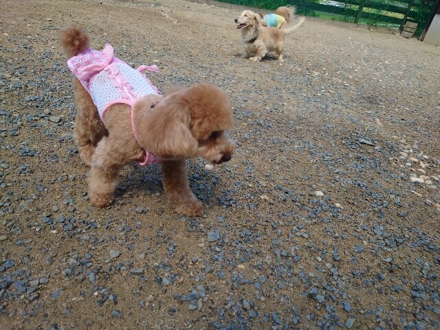 老犬