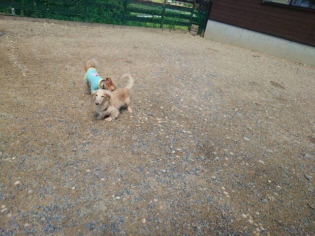 老犬ホームあん
