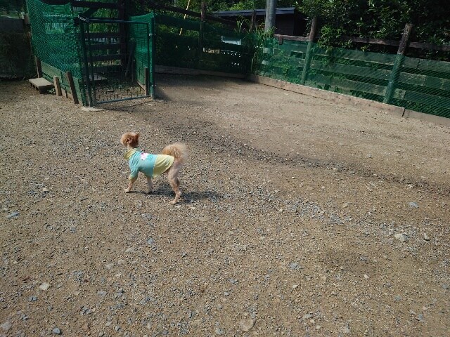 ドッグホテル京都