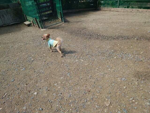老犬ホームあん