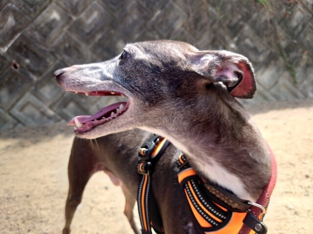 老犬ホーム大阪