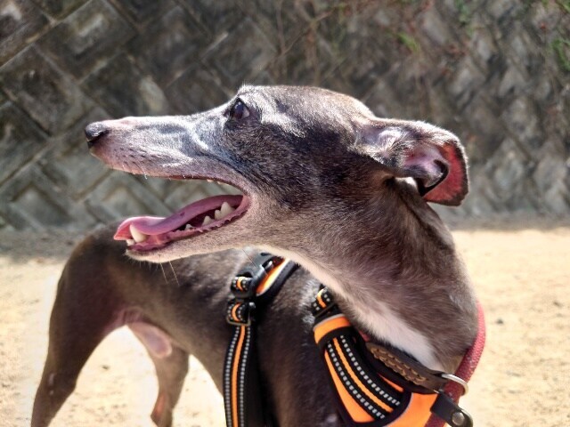 老犬ホームあん
