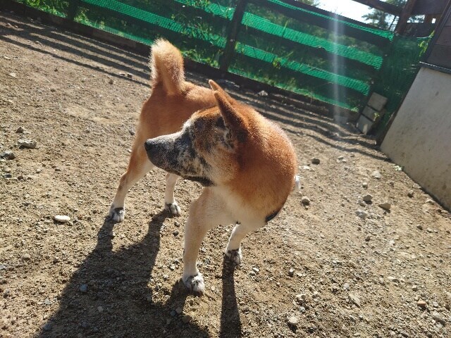 老犬ホーム大阪