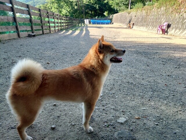 老犬ホーム大阪