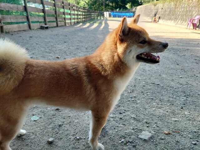 老犬ホーム大阪