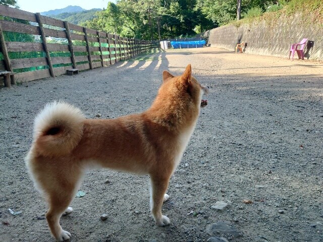 大阪の老犬ホーム