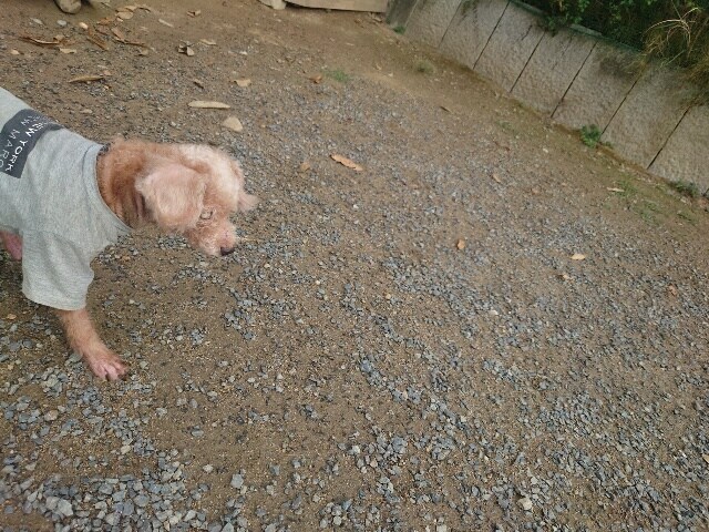 ドッグホテル京都