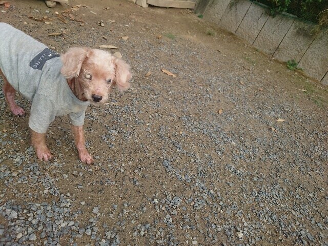 老犬ホーム大阪