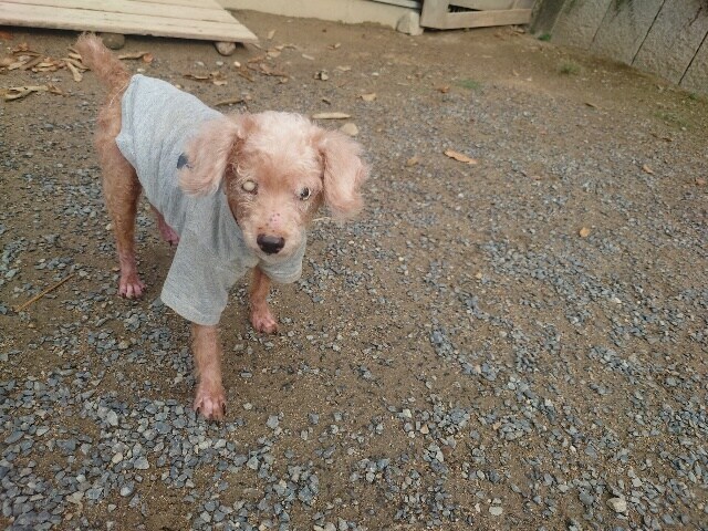 老犬ホーム大阪