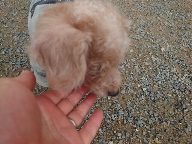 大阪の老犬ホーム