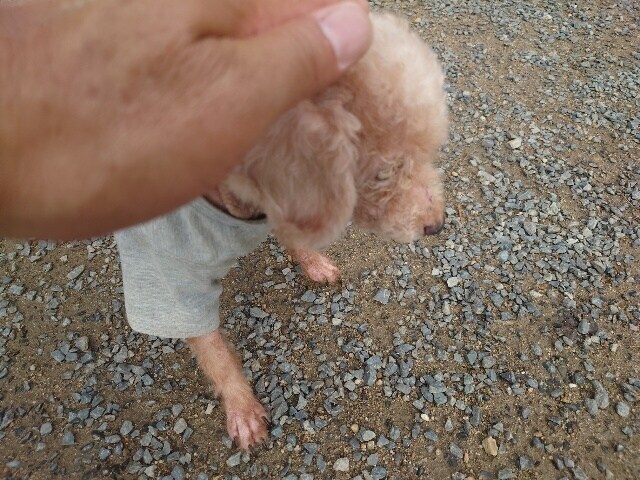 老犬ホームあん