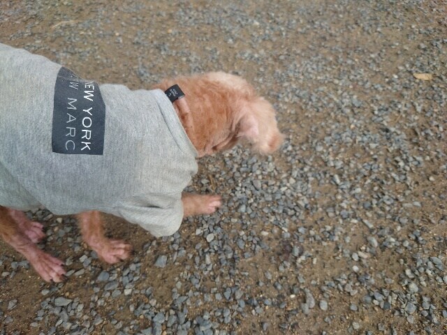 老犬