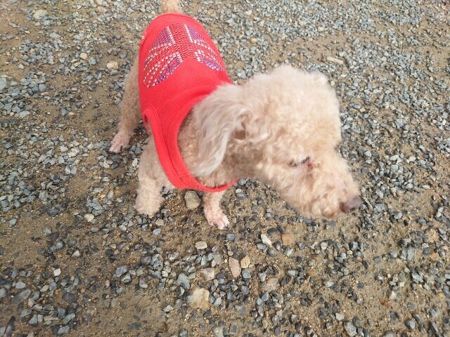 大阪の老犬ホーム