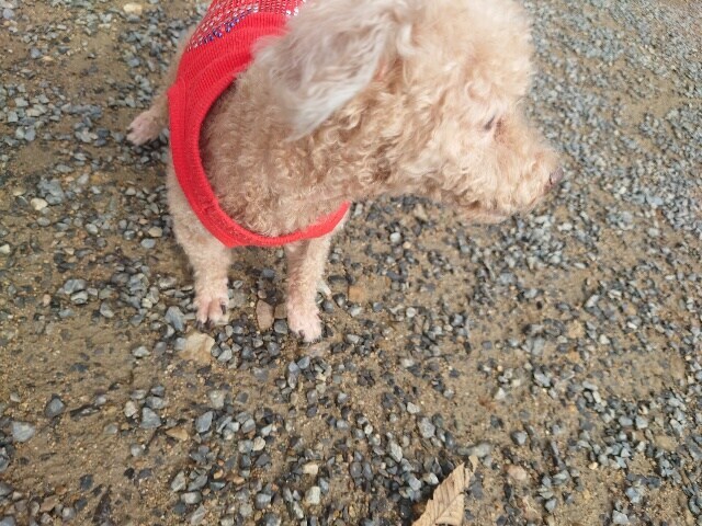 老犬ホーム大阪