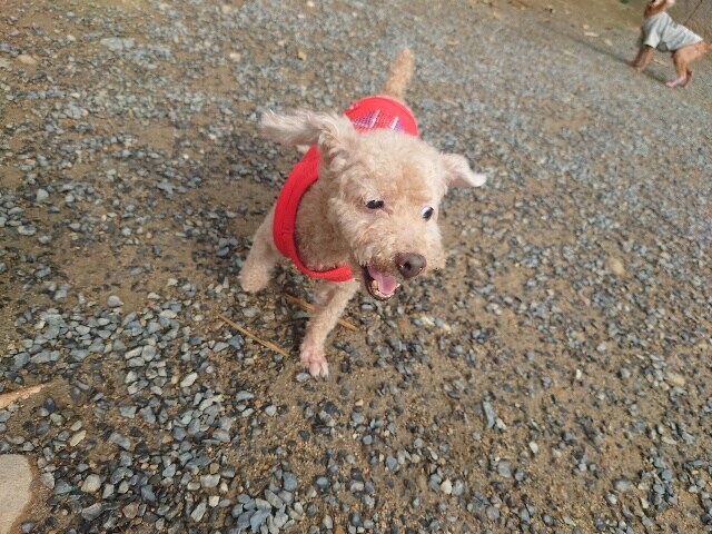 大阪の老犬ホーム
