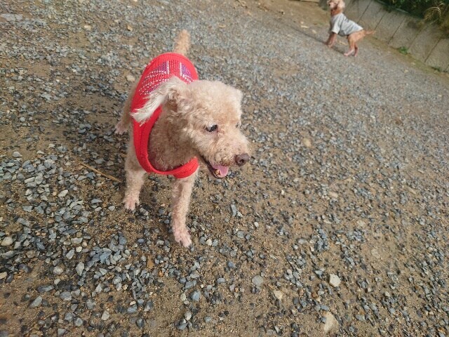 老犬ホームあん