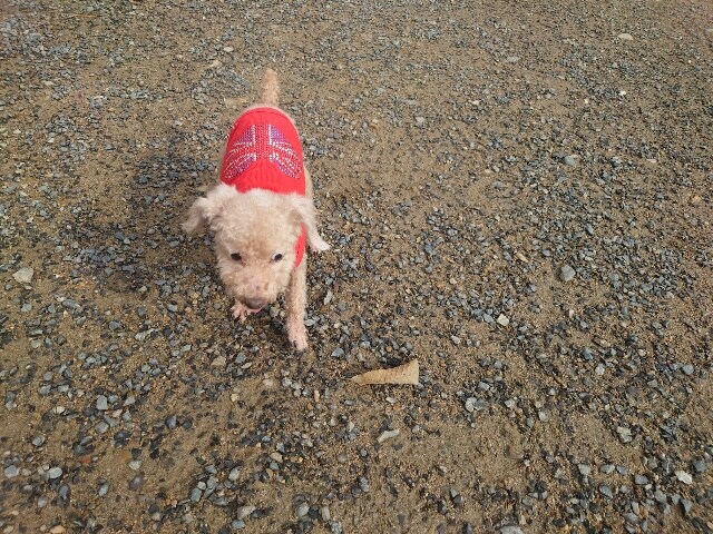 老犬