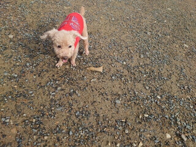 大阪の老犬ホーム