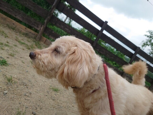 ドッグホテル京都