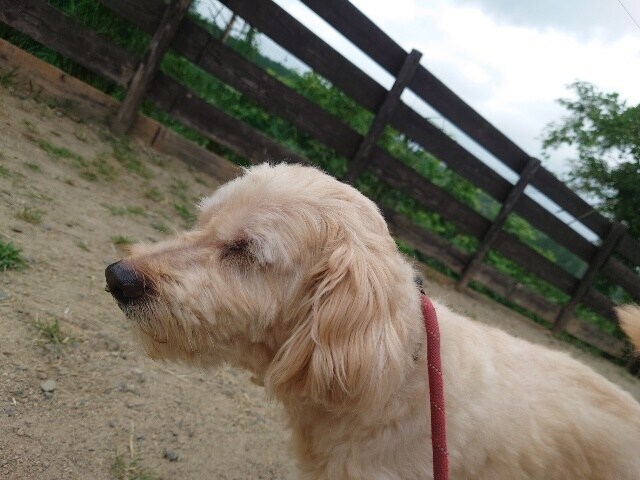 老犬ホームあん