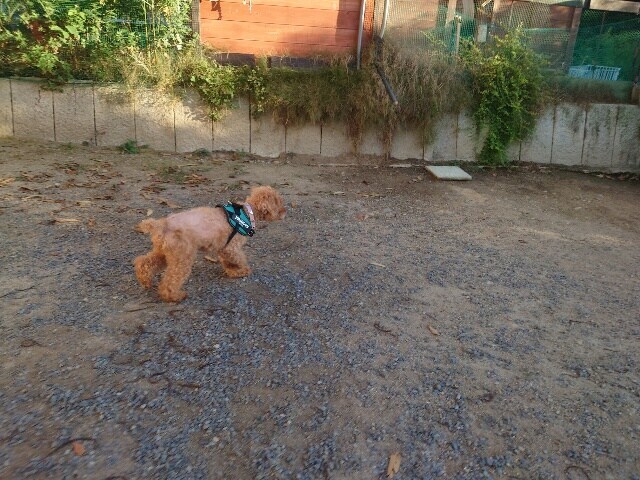 京都の老犬ホーム