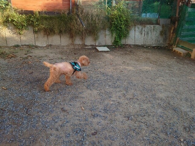 老犬ホーム大阪