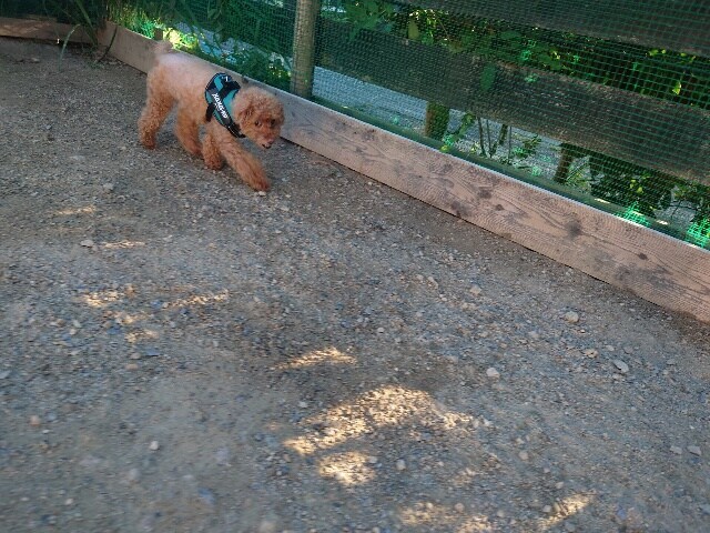 大阪老犬