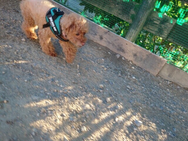 老犬ホーム