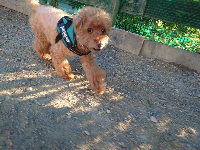 京都老犬ホーム
