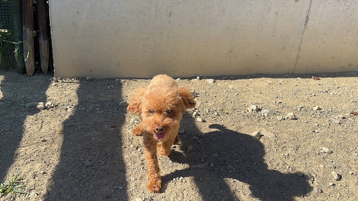 老犬ホーム大阪