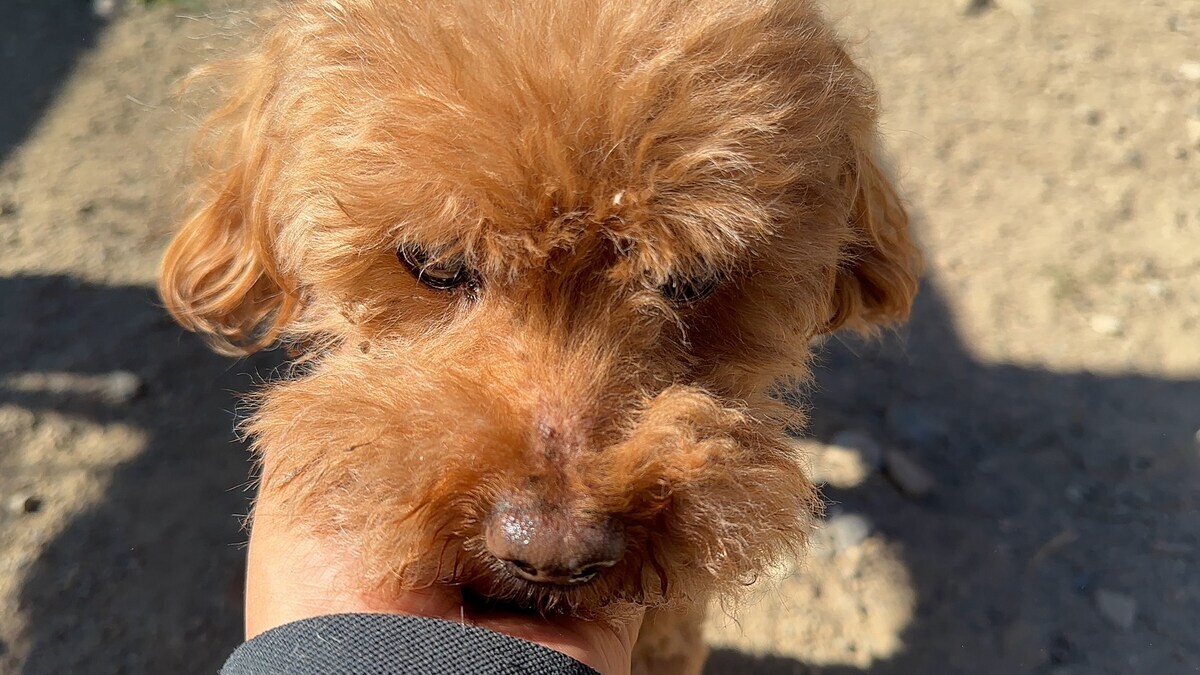 老犬ホームあん
