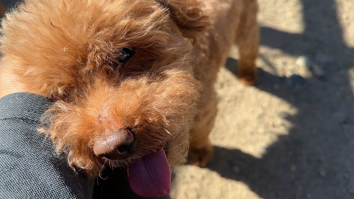 大阪の老犬ホーム