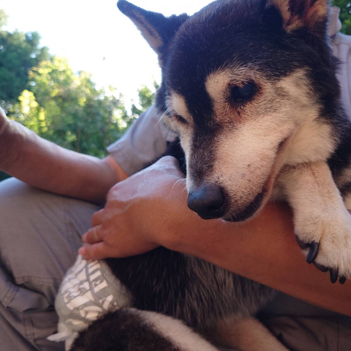 大阪の老犬ホーム