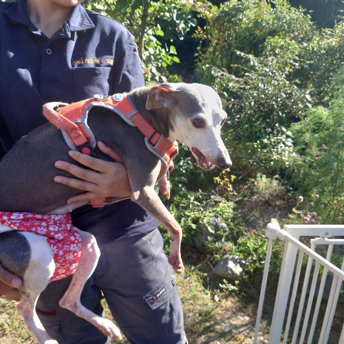 老犬ホームあん
