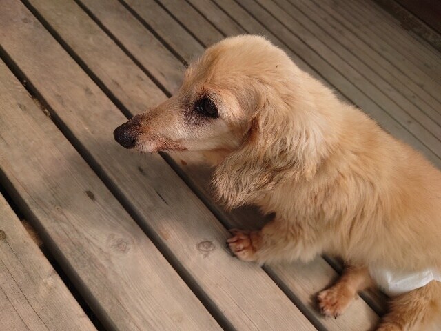 老犬ホームあん