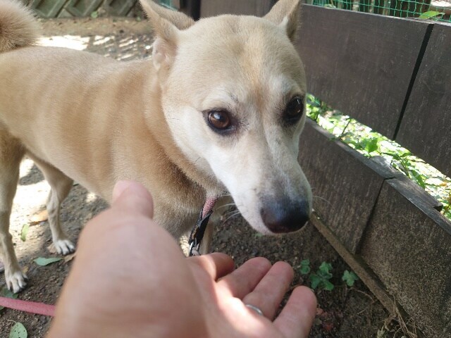 大阪の老犬ホーム