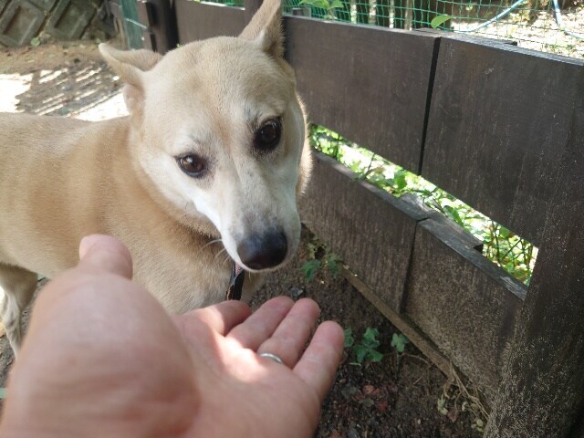 老犬ホーム大阪