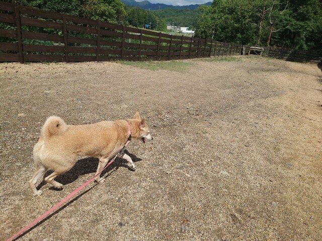 老犬ホームあん