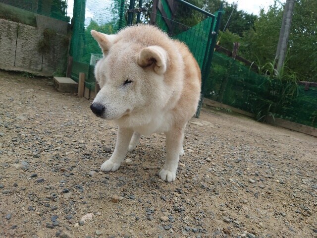 老犬ホーム大阪