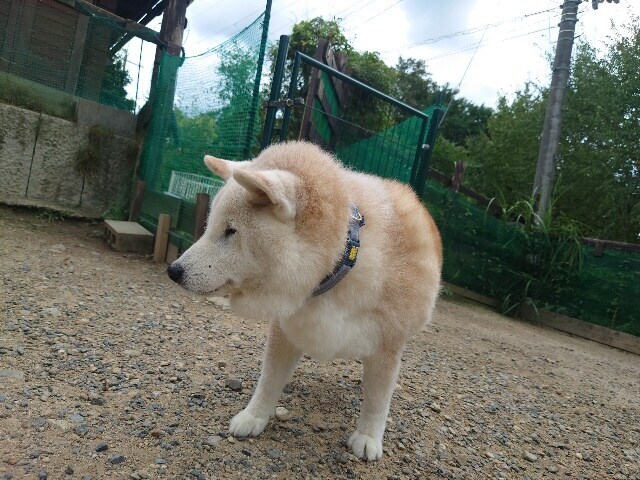 老犬ホームあん