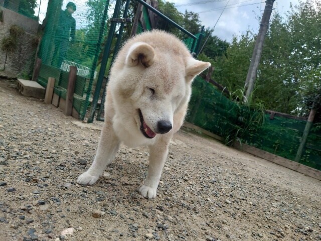 老犬ホーム大阪