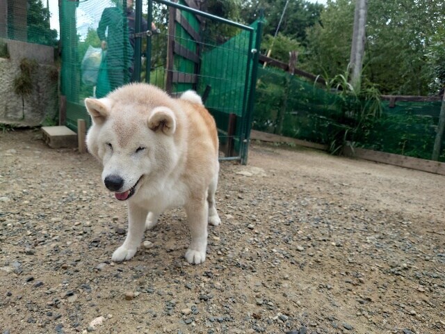 大阪の老犬ホーム