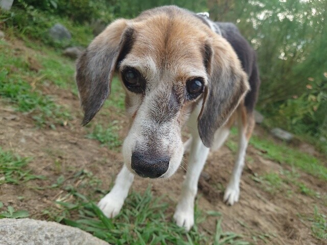老犬ホームあん