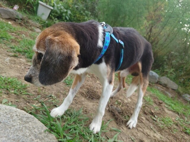 京都の老犬ホーム
